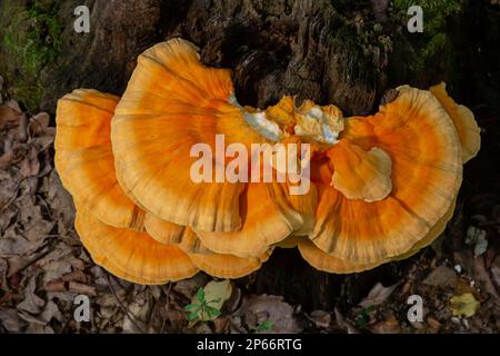 Makrofotografie Nahaufnahme des Pilzes der orangefarbenen Klammer, auch bekannt als Krabbe der Wälder oder Huhn der Wälder Laetiporus Sulphureus, der auf Bäumen wächst. Stockfoto