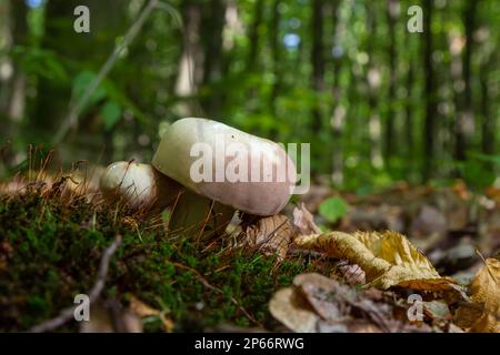 Der Holzkohlebrenner Russula Cyanoxantha ist ein essbarer Pilz, gestapeltes Makrofoto. Stockfoto