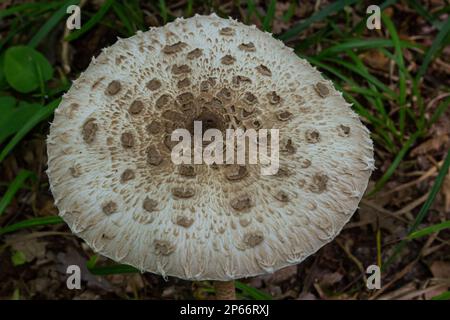 Macrolepiota procera mit Sonnenschirmpilzkappe mit originalem Muster brauner Schuppen in Kreisen, vor dem Hintergrund dunkler trockener Blätter, die Silber hervorheben Stockfoto