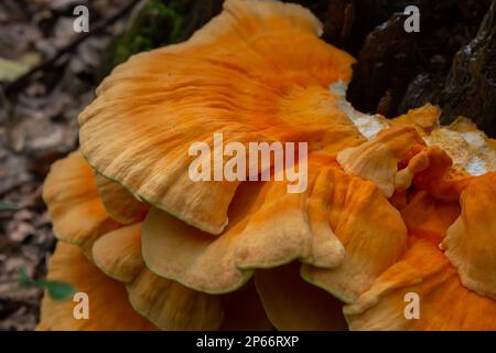 Makrofotografie Nahaufnahme des Pilzes der orangefarbenen Klammer, auch bekannt als Krabbe der Wälder oder Huhn der Wälder Laetiporus Sulphureus, der auf Bäumen wächst. Stockfoto