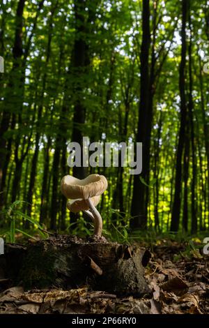 Der Common Bonnet Mycena galericulata ist ein ungenießbarer Pilz, ein faszinierendes Foto. Stockfoto