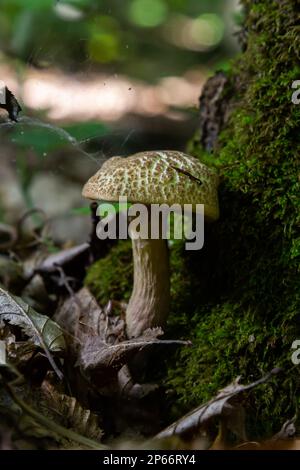 Xerocomellus chrysenteron, bekannt als Boletus chrysenteron oder Xerocomus chrysenteron - essbare Pilze. Pilze in der natürlichen Umgebung. Stockfoto