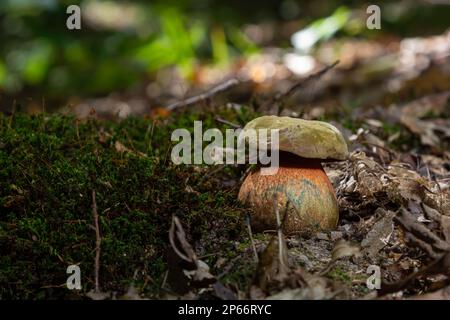 Pilze des Boletus erythopus oder Neoboletus luridiformis im Wald, der in der Herbstsaison auf Grüngras und nassem Boden wächst. Boletus luridiform Stockfoto
