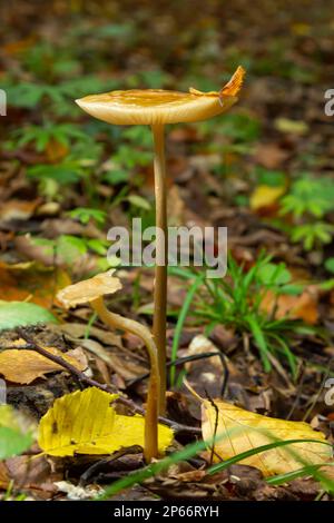 Essbare Pilze Hymenopellis radicata oder Xerula radicata auf einer Bergwiese. Auch bekannt als Wurzelpilz oder Wurzelstiel. Wildpilze wachsen Stockfoto