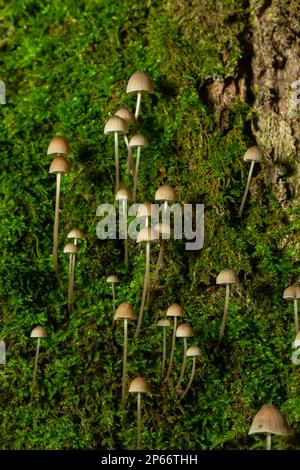Pilze Mycena galopus wächst auf grünem Moos im Wald. Stockfoto