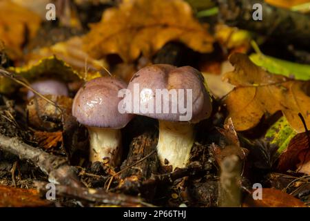 Kleine Gassy Webcap, Cortinarius traganus, giftige Pilze in Waldnahaufnahmen, selektiver Fokus, flacher Freiheitsgrad. Stockfoto