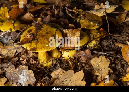 Eine Nahaufnahme von Cortinarius triumphans, in einer natürlichen Umgebung vor dem Hintergrund des Waldes. Stockfoto