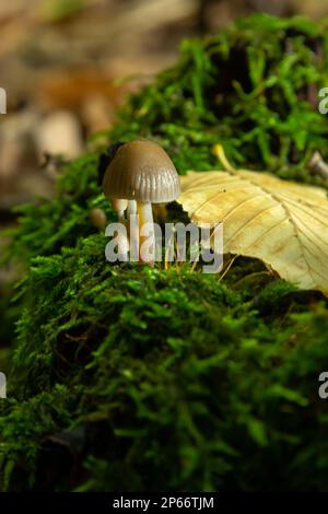 Einvernehmliche Pilzfamilie mit dünnen Beinen, geklumpfter Haube auf grünem Hintergrund Pilz-Mycena inclinata. Stockfoto