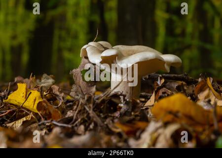 Lactifluus vellereus vormals Lactarius vellereus fungus im Wald. Stockfoto