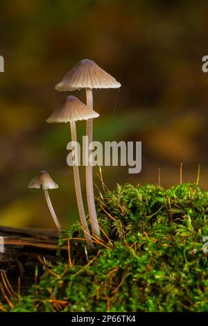 Pilze Mycena galopus wächst auf grünem Moos im Wald. Stockfoto