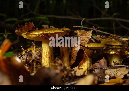 Eine Nahaufnahme von Cortinarius triumphans, in einer natürlichen Umgebung vor dem Hintergrund des Waldes. Stockfoto