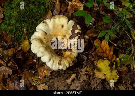 Lactifluus vellereus vormals Lactarius vellereus fungus im Wald. Stockfoto