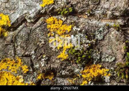 Detail der Rinde eines Baumes, auf dem Flechten wachsen. Stockfoto