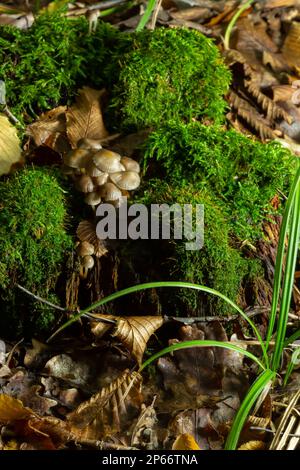 Einvernehmliche Pilzfamilie mit dünnen Beinen, geklumpfter Haube auf grünem Hintergrund Pilz-Mycena inclinata. Stockfoto