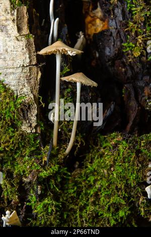 Magische Pilze, die auf Moos wachsen. Wahrscheinlich Mycena galericulata. Stockfoto