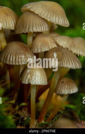 Einvernehmliche Pilzfamilie mit dünnen Beinen, geklumpfter Haube auf grünem Hintergrund Pilz-Mycena inclinata. Stockfoto