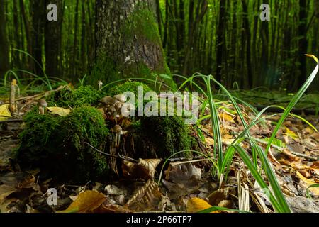 Geclusterte Bonnet-Mycena-Neigungen, die auf einem moosbedeckten Stumpf wachsen. Stockfoto