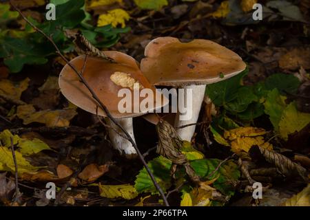 Poison Pie Pilze Hebeloma crustuliniforme wachsen durch die Herbstblätter. Stockfoto