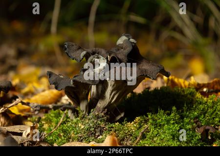 Schwarzer Trompetenpilz, Horn of Plenty, Caterellus cornucopioides, in üppigem Moos im Wald. Stockfoto