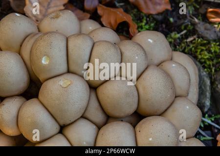 Puffballpilze auf einem Stumpf - Lycoperdon umbrinum in einem Moos. Stockfoto