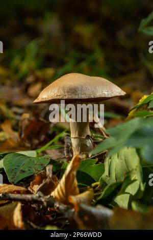 Gymnopus hariolorum-Pilze auf dem alten Stumpf. Stockfoto