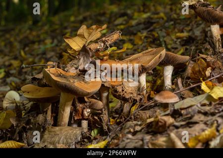 Poison Pie Pilze Hebeloma crustuliniforme wachsen durch die Herbstblätter. Stockfoto