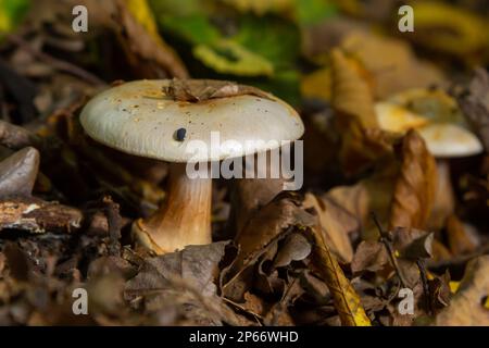 Tödlicher cortinarius-orellanus-Pilz. Vor dem Hintergrund des Herbstlaubs im Wald. Stockfoto