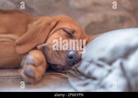 Broholmer-Hund züchtet Welpen, der auf dem Boden schläft, mit dem Kopf auf einem Kissen, Italien, Europa Stockfoto