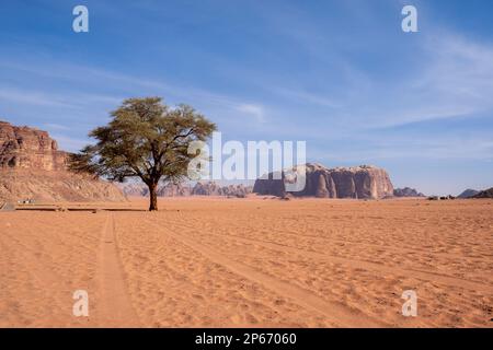 Ein Akazienbaum am Lawrence's Spring in der Wadi Rum Wüste, UNESCO-Weltkulturerbe, Jordanien, Naher Osten Stockfoto