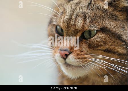 Schottische Wildkatze (Felis silvestris grampia) Nahaufnahme eines männlichen Tieres, der im Rahmen eines Zuchtprogramms in Gefangenschaft im Aigas Field Centre, Schottland, gehalten wird Stockfoto
