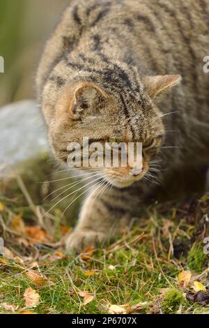 Schottische Wildkatze (Felis silvestris grampia) Nahaufnahme eines männlichen Tieres, der im Rahmen eines Zuchtprogramms in Gefangenschaft im Aigas Field Centre, Schottland, gehalten wird Stockfoto