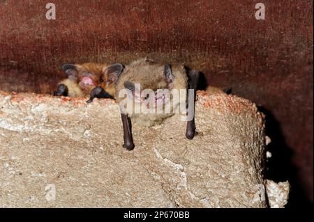 Sopranpipistrelle (Pipistrellus pygmaeus), leaving roost in Building, Inverness-shire, Schottland, Juli 2010 Stockfoto