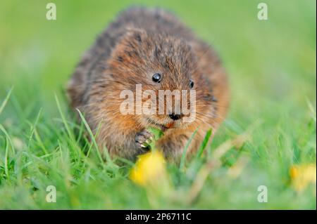 Water Vole (Arvicola terrestris), Erwachsenenfütterung von Löwenzahnblüten am Kanalufer, Cromford, Derbyshire, England, April 2009 Stockfoto