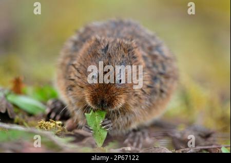 Wasservole (Arvicola terrestris), Erwachsenenfütterung von Löwenblättern am Kanalufer, Cromford, Derbyshire, England, April Stockfoto