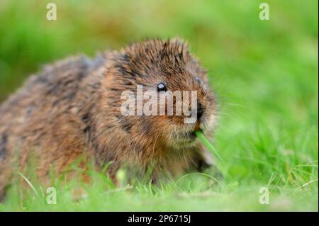 Water Vole (Arvicola terrestris), Erwachsenenfütterung von Gras am Kanalufer, Cromford, Derbyshire, England, April Stockfoto