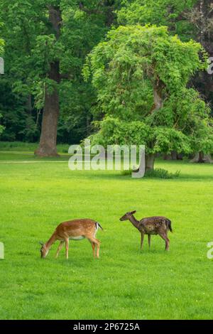 Damhirsche (Dama dama) weiden im Zamecky-Park der Burg Blatna, Blatna, südböhmische Region, Tschechische Republik (Tschechien), Europa Stockfoto