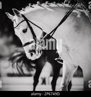 Ein Schwarzweiß-Porträt eines weißen Pferdes mit geflochtener Mähne, das an Pferderennen teilnimmt. Reitsport und Reiten. Stockfoto