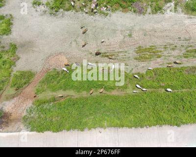 Luftaufnahme einer Kuhherde. Natürliches Bauernhof-Fotokonzept. Stockfoto