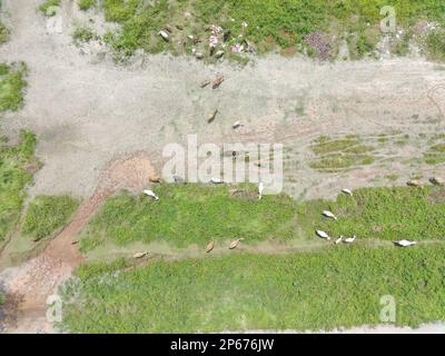 Luftaufnahme einer Kuhherde. Natürliches Bauernhof-Fotokonzept. Stockfoto