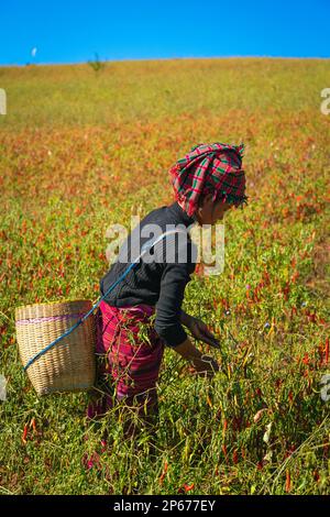 Birmanische Frau, die Chili-Paprika sammelt, in der Nähe von Kalaw, Shan State, Myanmar (Birma), Asien Stockfoto