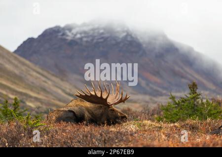 Ruhender Elch, Chugach State Park, Anchorage, Alaska, Vereinigte Staaten von Amerika, Nordamerika Stockfoto