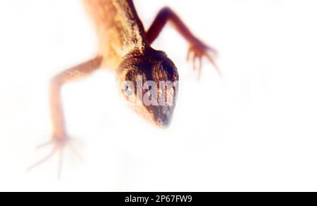 Agama aus Sri-Lanka, Portrait isoliert auf weißem Hintergrund Stockfoto