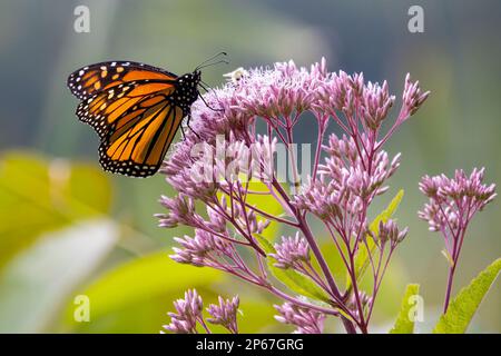 Monarch Butterfly auf Joe-Pye-Unkrautblume, Massachusetts, New England, Vereinigte Staaten von Amerika, Nordamerika Stockfoto