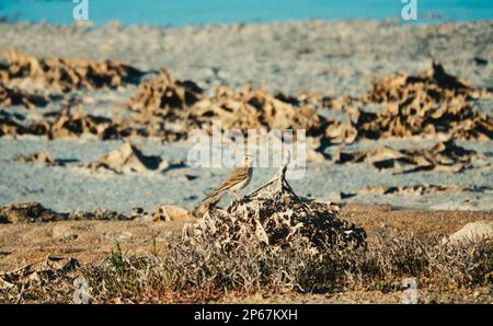 Tawny Pipit (Anthus campestris) auf einer Brutstätte einer Salz-Sumpf-Halbwüste. Nördliches Schwarzes Meer Stockfoto