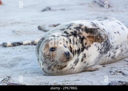 Eine Erwachsene weibliche graue Robbe liegt im Sand am Strand von Helgoland. Stockfoto