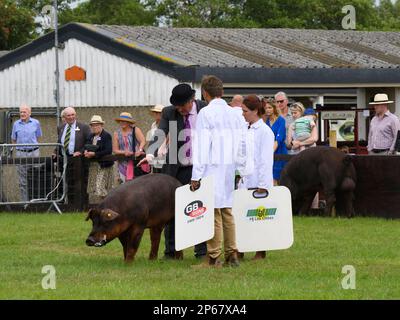 Stammbaum braunes Hausschwein Duroc (Sauenschwein) und Bauern (weiße Mäntel), die in der Arena stehen und beurteilt werden - Great Yorkshire Show 2022, Harrogate England Großbritannien. Stockfoto