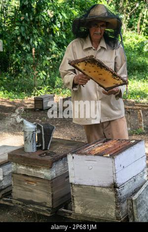 Honigerzeuger, der seine Produktion und Bienenstöcke inspiziert, Condado, bei Trinidad, Kuba, Westindien, Karibik, Mittelamerika Stockfoto