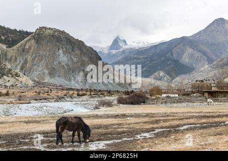Pferde grasen im Winter auf der Weide in der Nähe von Braga auf die Annapurna Rundweg, Nepal Stockfoto