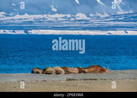 Am Strand gelegene Walrusen (Odobenus rosmarus), Calypsobyen, Spitsbergen, Svalbard-Inseln, Arktis, Norwegen, Europa Stockfoto