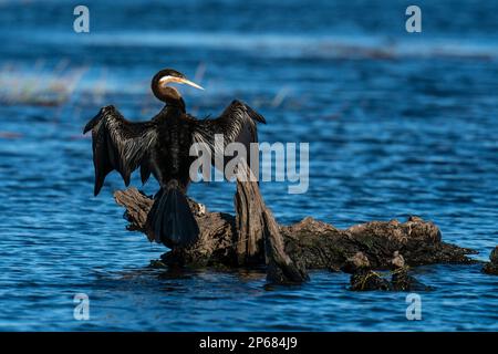 African Darter (Anhinga rufa), Chobe-Nationalpark, Botsuana, Afrika Stockfoto